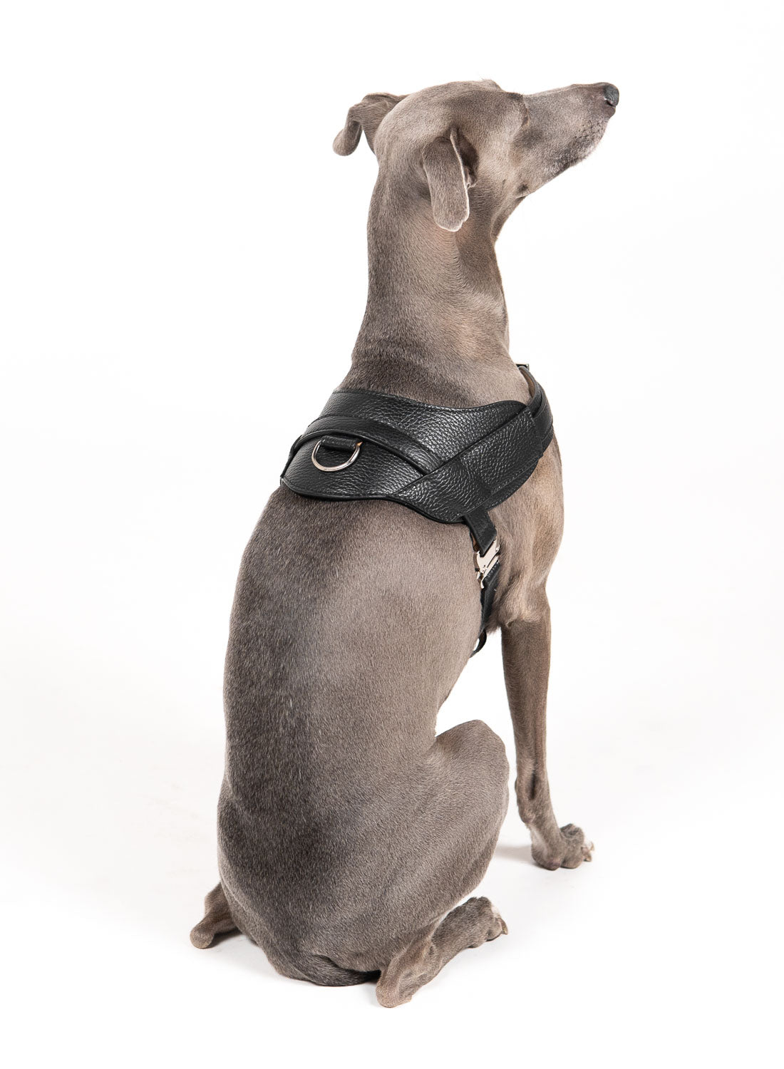 NOTUS | Grain Leather Dog Harness - Coming Soon
