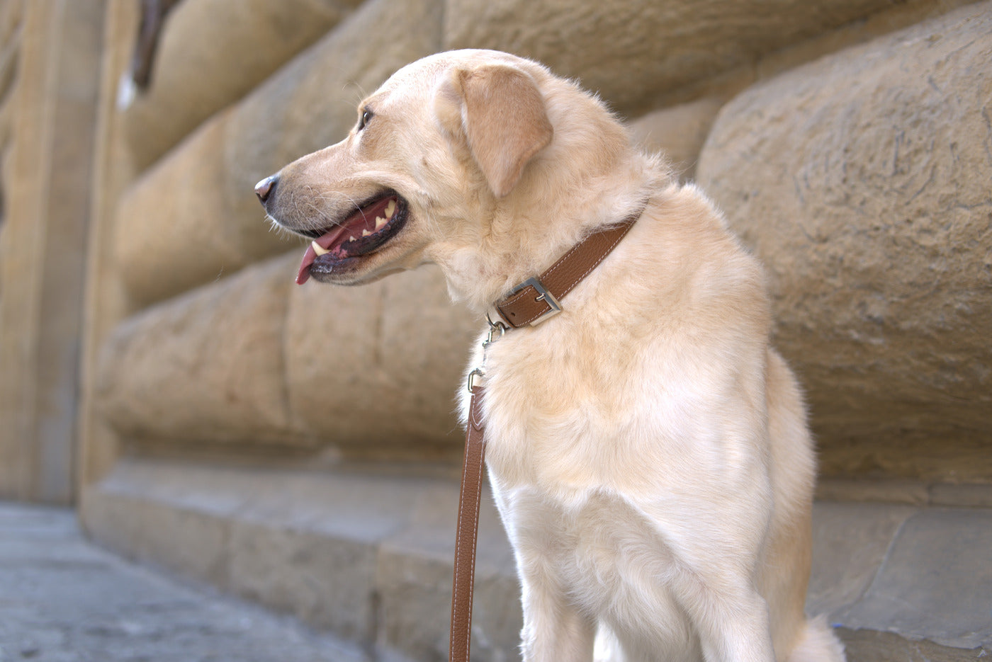 ZEPHYROS | Grain Leather Dog Collar