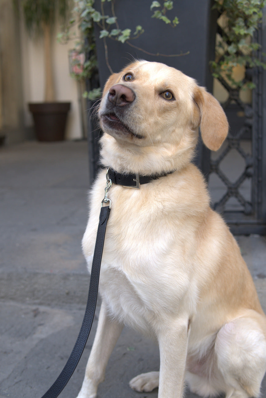 ZEPHYROS | Grain Leather Dog Collar