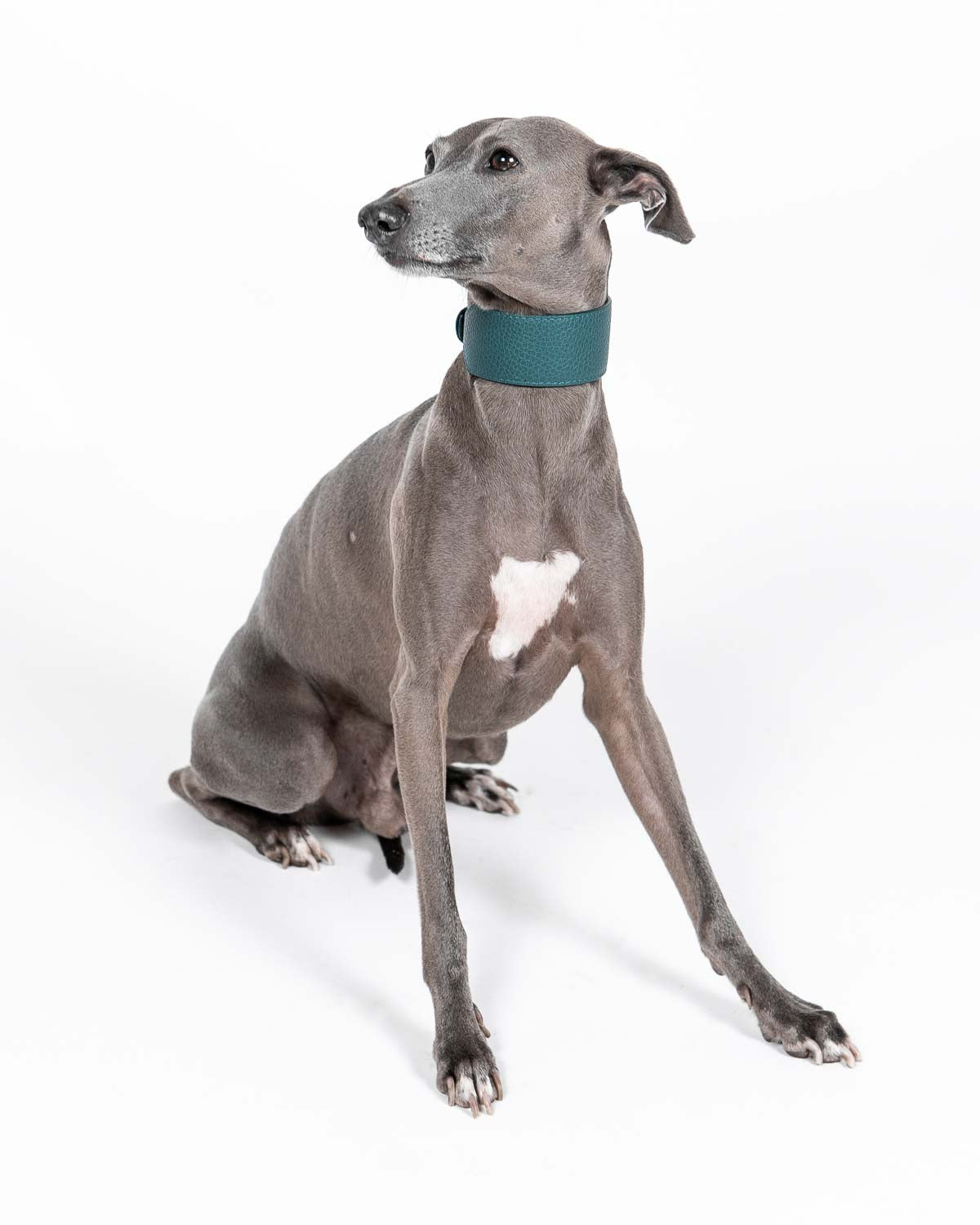 AURA | Grain Leather Hound Collar